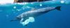 08-dolphin-plastic-bag.jpg