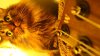 thumb bass 048.jpg