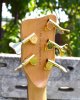 DSC_0237.jpg
